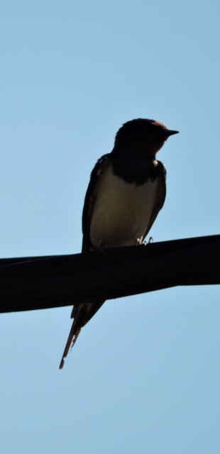 Young Swallow resting